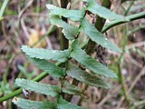 Fronda de Asplenium platyneuron. Nótese las aurículas acroscópicas en la base de las pínnulas.