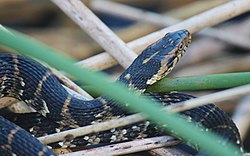 ナンブミズベヘビ