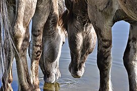 Groupe de chevaux buvant, vus de dos.