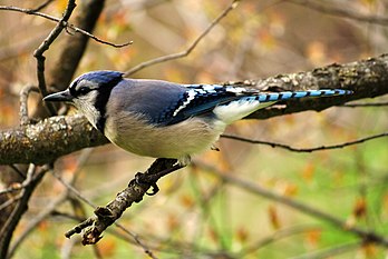 Un geai bleu dans un arbre. Le geai bleu est un oiseau de l'Amérique du Nord. (définition réelle 2 840 × 1 898)