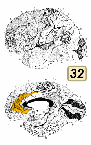 <span class="mw-page-title-main">Brodmann area 32</span> Brain area