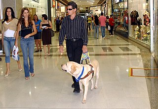 Guide dog Assistance dog trained to lead blind or visually impaired people around obstacles