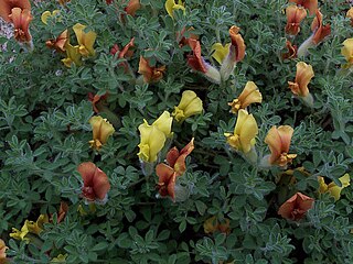 <i>Chamaecytisus</i> Genus of legumes