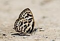 * Nomination Close wing position of Tarucus waterstradti (Druce, 1895) - Separate Pierrot. By User:Atanu Bose Photography --MaheshBaruahwildlife 20:52, 5 May 2023 (UTC) * Promotion  Support Good quality. --FlocciNivis 11:22, 6 May 2023 (UTC)