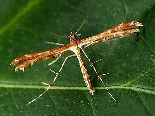 <i>Crombrugghia distans</i> Species of plume moth