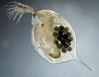 <i>Daphnia magna</i> Species of small freshwater animal