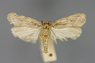 <i>Depressaria radiella</i> Parsnip webworm