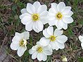 Fjallabrúður (Dryas octopetala)