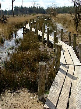 Pad door het Dwingelderveld