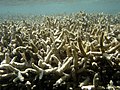 Colonia de Acropora cervicornis en Reunión. Las ramas blancas han perdido sus Symbiodinium