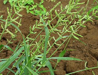 <span class="mw-page-title-main">Echinochloa colona</span> Species of plant