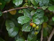 Fukientee (Carmona retusa, Syn.: Carmona microphylla, Ehretia microphylla)