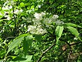 Sektion Ornus: Siebolds Blumen-Esche (Fraxinus sieboldiana)