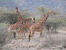 Reticulated giraffes at Samburu National Reserve, Kenya Girafe reticulee 1.jpg