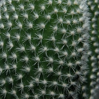 <span class="mw-page-title-main">Glochid</span> Detachable, irritating spines on cacti of the sub-family Opuntioideae