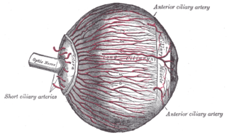 <span class="mw-page-title-main">Amaurosis fugax</span> Medical condition