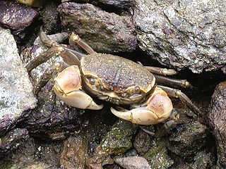 <span class="mw-page-title-main">Varunidae</span> Family of crabs