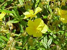 Helianthemum nummularium