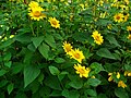 (Helianthus decapetalus )