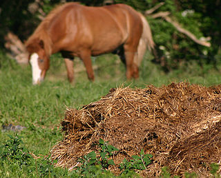 <span class="mw-page-title-main">Manure</span> Organic matter, mostly derived from animal feces, which can be used as fertilizer