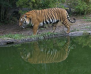 <span class="mw-page-title-main">Wildlife of Laos</span> Flora and fauna of Laos