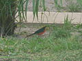 Goldscheitelwürger Yellow-crowned Gonolek