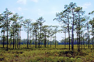 <span class="mw-page-title-main">Disney Wilderness Preserve</span> Wilderness preserve in Florida