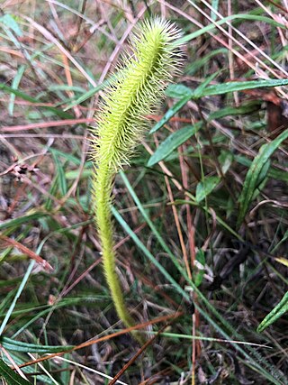 <i>Lycopodiella alopecuroides</i> Species of spore-bearing plant