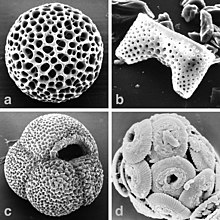 Four photos of fossils, one a hollow sphere with many holes, one rectangular with two protrusions and many somewhat smaller holes, one a grape-like sack with a rough surface and one covered with protruding discs with large holes at their centres