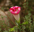 Side view of a partially curled Ipomoea purpurea in early afternoon