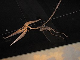 Pteranodon