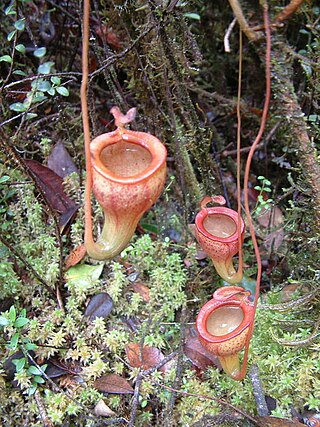 <i>Nepenthes jamban</i> Species of pitcher plant from Sumatra