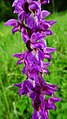 Orchis mascula Germany - Moosalbtal (bei Völkersbach)