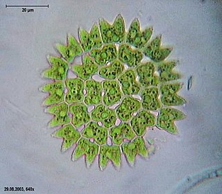 <i>Pediastrum</i> Genus of algae