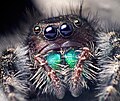 Gesicht von Phidippus audax (weibliches Tier)