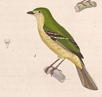 Phyllomyias virescens; illustration 1838. Phyllomyias virescens 1838.jpg