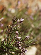 Polygala nicaeensis