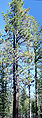 Trees of Pinus benthamiana; Lassen Volcanic National Park