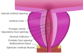 <span class="mw-page-title-main">Membranous urethra</span> Narrowest part of the urethra