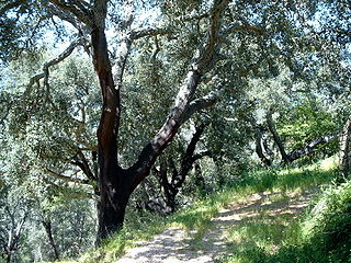 <span class="mw-page-title-main">Forests of the Iberian Peninsula</span> Overview of forests of the Iberian Peninsula