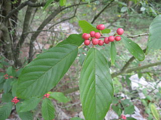 <i>Frangula caroliniana</i> Species of flowering plant in the buckthorn family Rhamnaceae