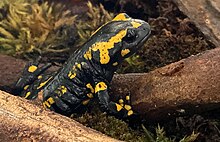 Salamandra salamandra Odenwald.jpg