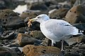 Seagull eating starfish.jpg