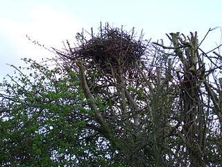 <span class="mw-page-title-main">Drey</span> Nest of a tree squirrel, flying squirrel or ringtail possum