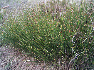 <i>Trichophorum cespitosum</i> Species of flowering plant in the sedge family Cyperaceae