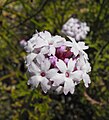 Verbena lilacina 'Paseo Rancho'