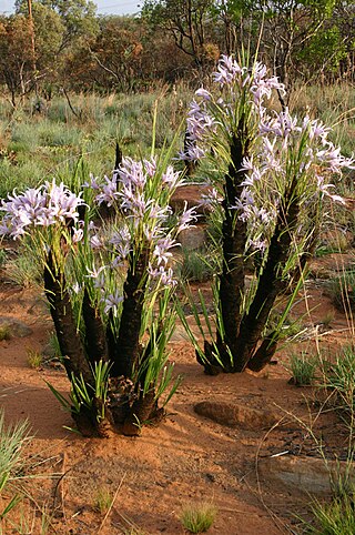 <span class="mw-page-title-main">Velloziaceae</span> Family of flowering plants