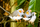 Zebra finch group.png