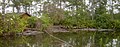 Dozens of gators in the breeding marsh of Gatorland