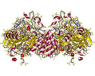 <span class="mw-page-title-main">Dihydroorotase</span> Class of enzymes